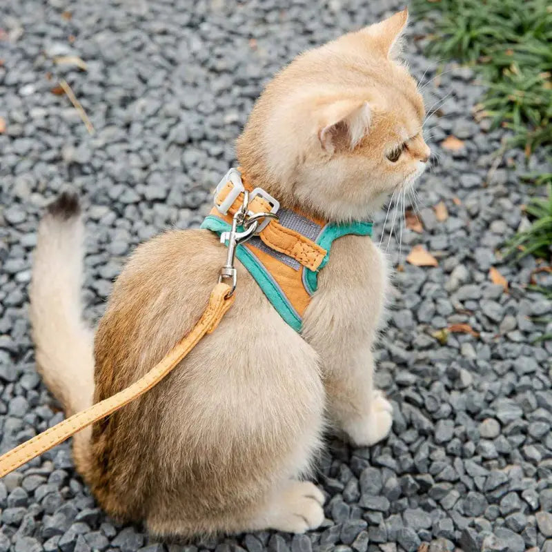 Cat Leash Kitten Chest Strap Small Dog Retractable Leash