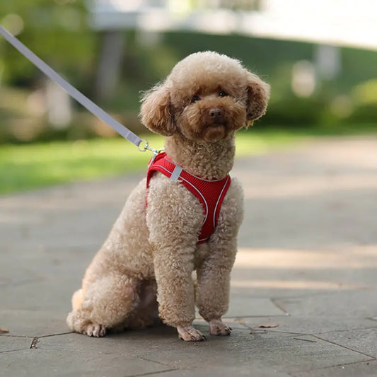 Cute Dog Harness